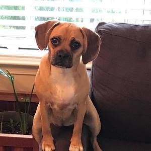 Meet your Posher, Aui